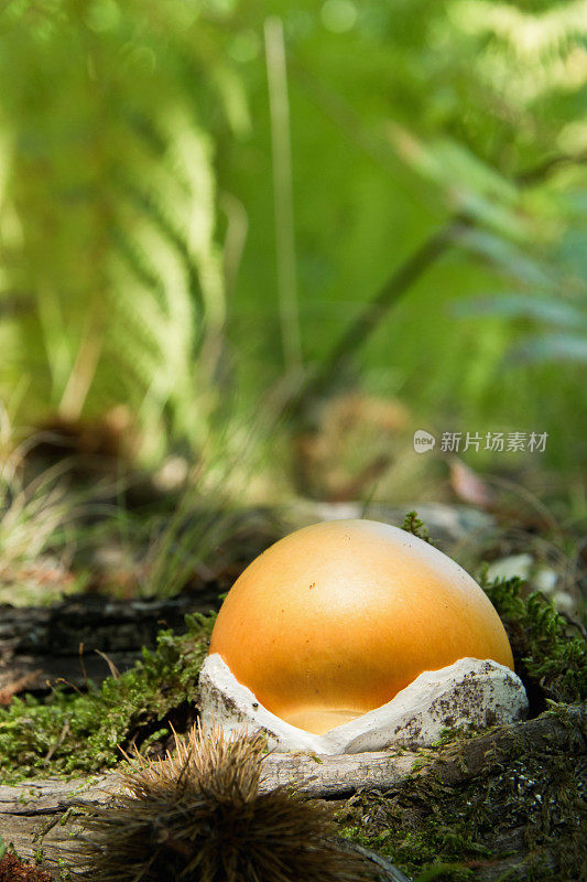 近距离的美味食用蘑菇(鹅anita caesarea)在森林，文字空间